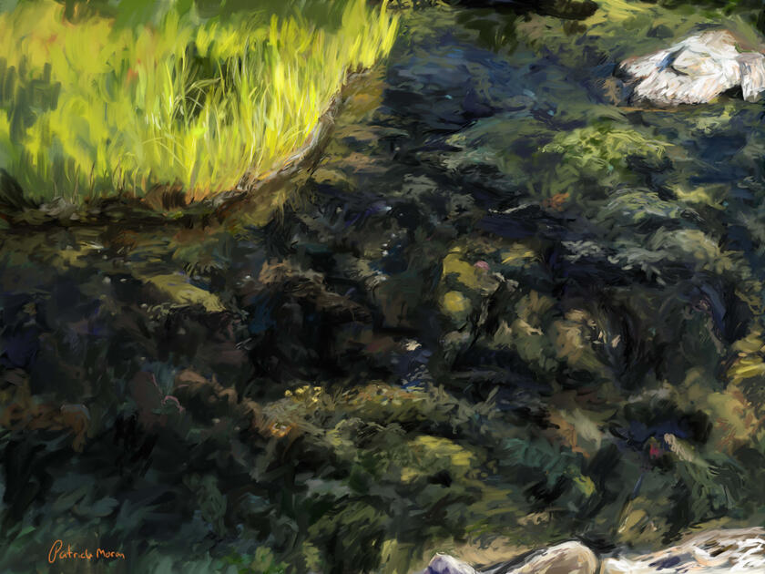 Tidal Pool. Anchor Beach, Milford, CT. ( August 2025)